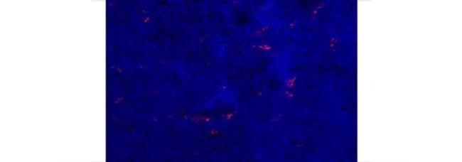 CD301b (MGL2) Antibody in Immunohistochemistry (Frozen) (IHC (F))