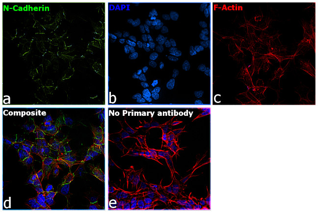 CD325 (N-Cadherin) Antibody in Immunocytochemistry (ICC/IF)