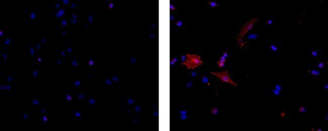 Mouse IgG3 Isotype Control in Immunocytochemistry (ICC/IF)