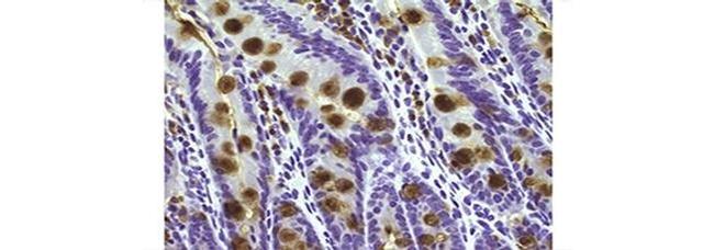 Trefoil Factor 3 Antibody in Immunohistochemistry (Paraffin) (IHC (P))