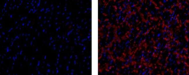 Connexin 43 Antibody in Immunohistochemistry (Paraffin) (IHC (P))