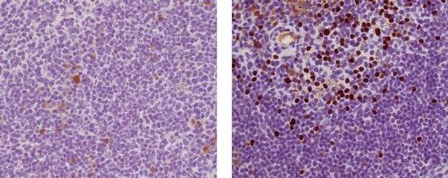 EOMES Antibody in Immunohistochemistry (Paraffin) (IHC (P))