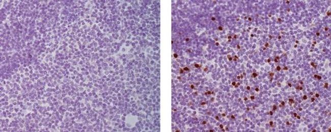 EOMES Antibody in Immunohistochemistry (Paraffin) (IHC (P))