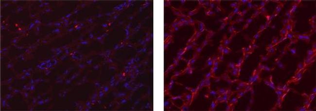 MERTK Antibody in Immunohistochemistry (Frozen) (IHC (F))