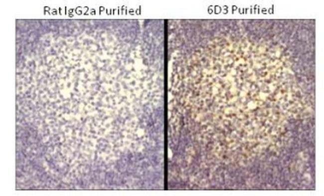 Blimp-1 Antibody in Immunohistochemistry (Paraffin) (IHC (P))