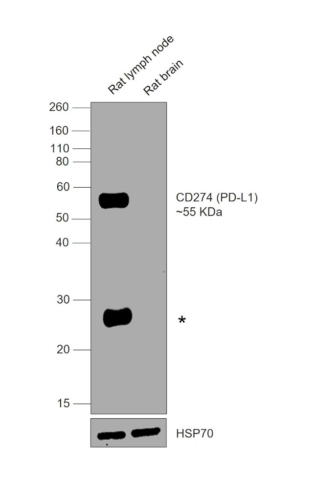 CD274 (PD-L1, B7-H1) Antibody in Western Blot (WB)