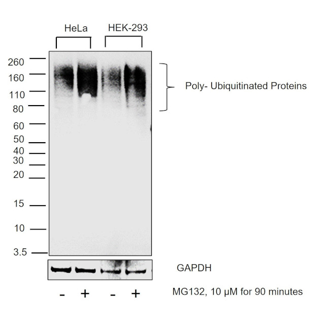 Ubiquitin Antibody in Western Blot (WB)