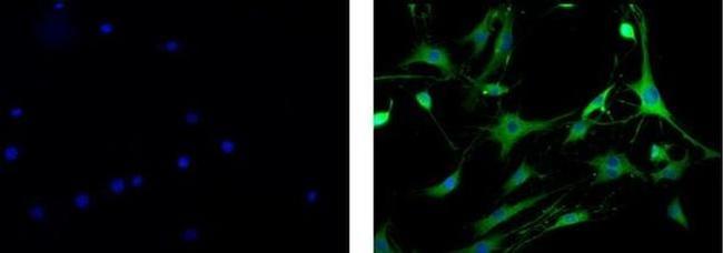 Oligodendrocyte Marker O1 Antibody in Immunocytochemistry (ICC/IF)