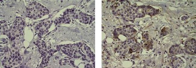 Lactoferrin Antibody in Immunohistochemistry (Paraffin) (IHC (P))