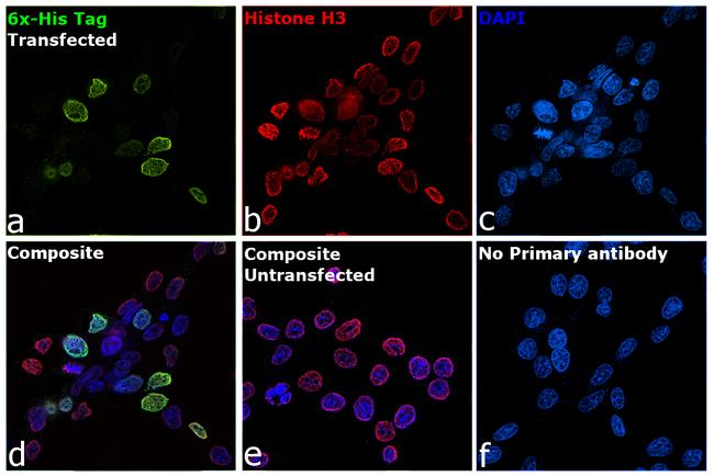 6x-His Tag Antibody in Immunocytochemistry (ICC/IF)