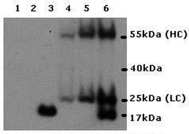 IL-17A Antibody in Western Blot (WB)