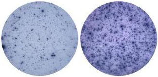 TNF alpha Antibody in Immunostaining (IS)