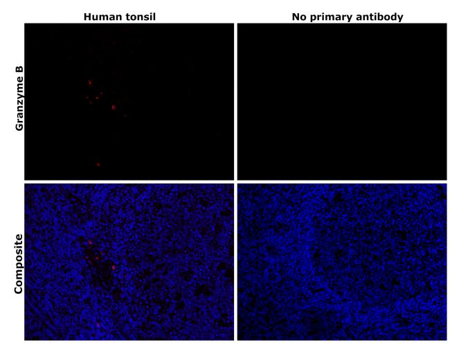 Granzyme B Antibody in Immunohistochemistry (Paraffin) (IHC (P))