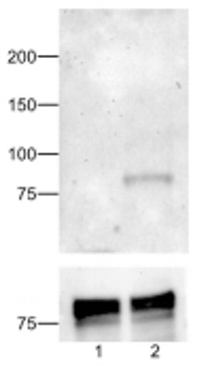 Phospho-STAT1 (Tyr701) Antibody in Western Blot (WB)