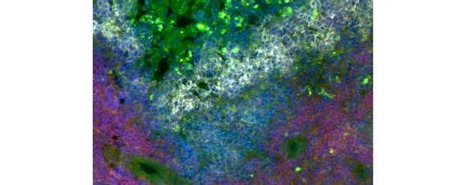 Marginal Zone B Cells Antibody in Immunohistochemistry (Frozen) (IHC (F))