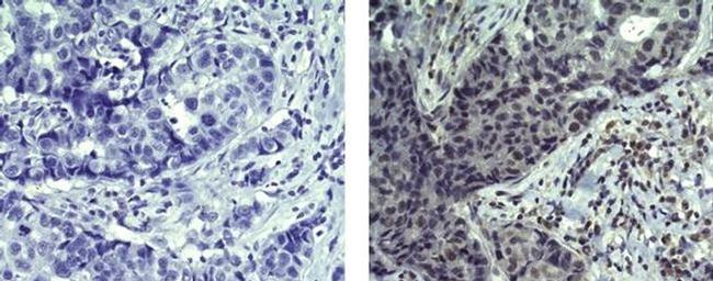 ErbB4 (Her4) Antibody in Immunohistochemistry (Paraffin) (IHC (P))