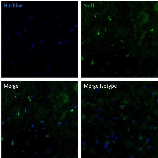 Sall1 Antibody in Immunohistochemistry (Frozen) (IHC (F))