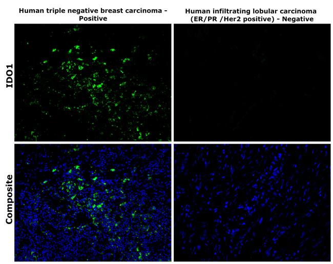 IDO Antibody in Immunohistochemistry (Paraffin) (IHC (P))