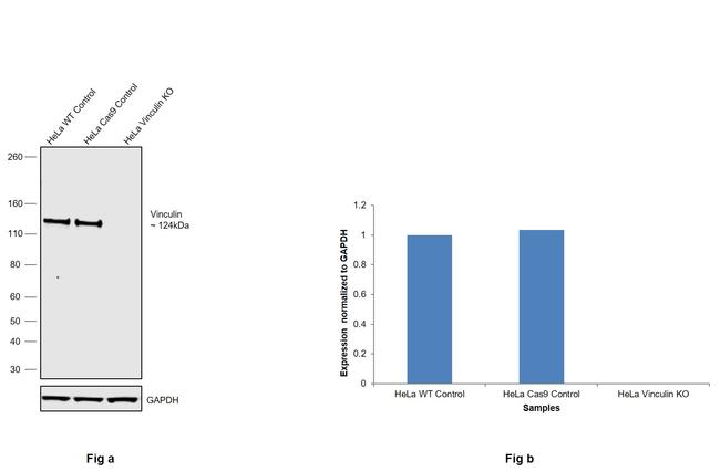 Vinculin Antibody in Western Blot (WB)