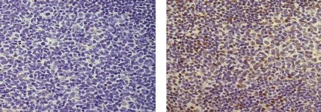 SPI-B Antibody in Immunohistochemistry (Paraffin) (IHC (P))