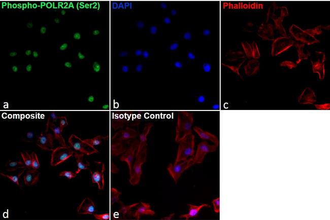 Phospho-RNA pol II CTD (Ser2) Antibody in Immunocytochemistry (ICC/IF)