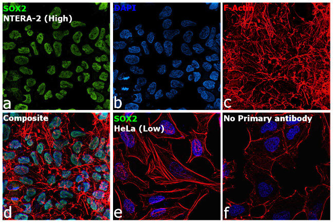 SOX2 Antibody in Immunocytochemistry (ICC/IF)