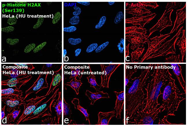 Phospho-Histone H2A.X (Ser139) Antibody in Immunocytochemistry (ICC/IF)