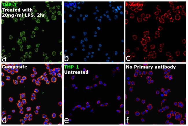 CD284 (TLR4) Antibody in Immunocytochemistry (ICC/IF)