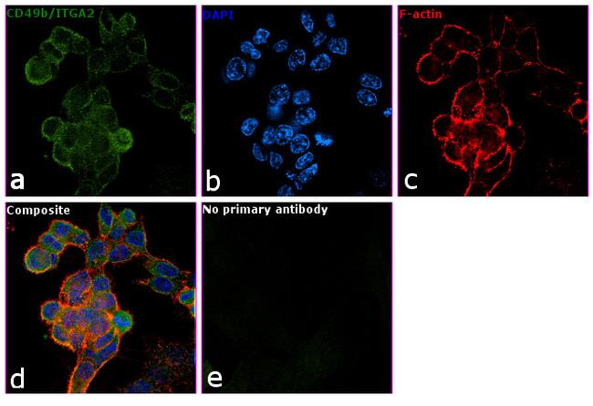 CD49b (Integrin alpha 2) Antibody in Immunocytochemistry (ICC/IF)