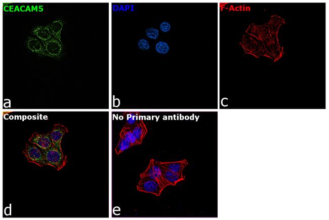 CD66e (CEA) Antibody in Immunocytochemistry (ICC/IF)