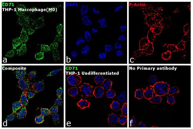 CD71 (Transferrin Receptor) Antibody in Immunocytochemistry (ICC/IF)