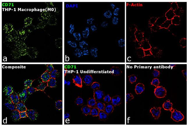 CD71 (Transferrin Receptor) Antibody in Immunocytochemistry (ICC/IF)