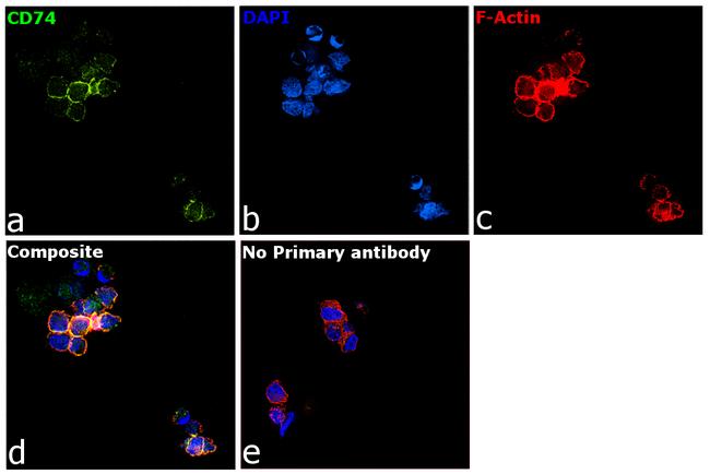 CD74 Antibody in Immunocytochemistry (ICC/IF)