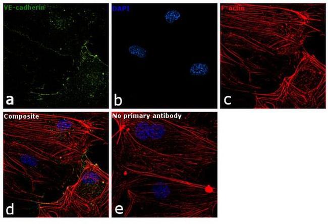 CD144 (VE-cadherin) Antibody in Immunocytochemistry (ICC/IF)