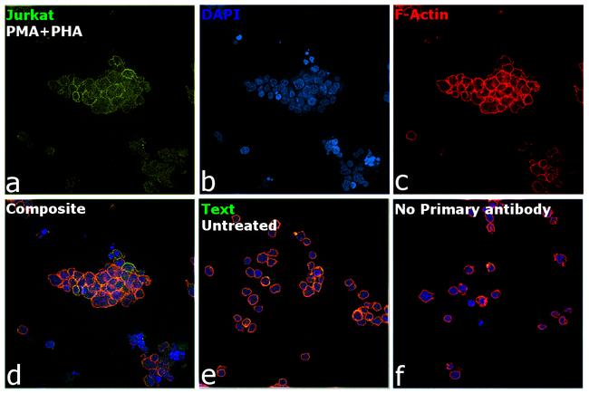 CD279 (PD-1) Antibody in Immunocytochemistry (ICC/IF)