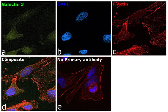 Galectin 3 Antibody in Immunocytochemistry (ICC/IF)