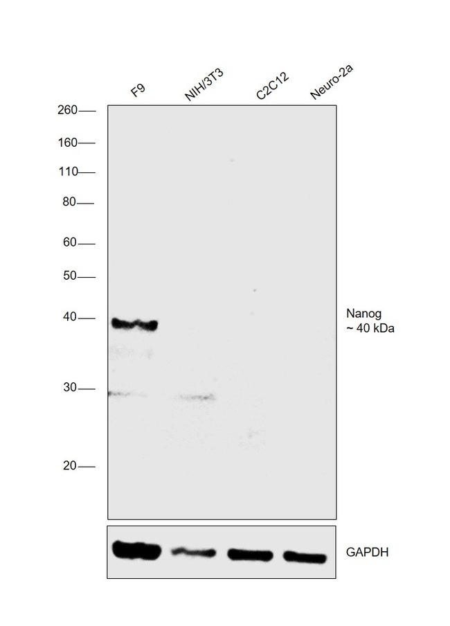 Nanog Antibody in Western Blot (WB)