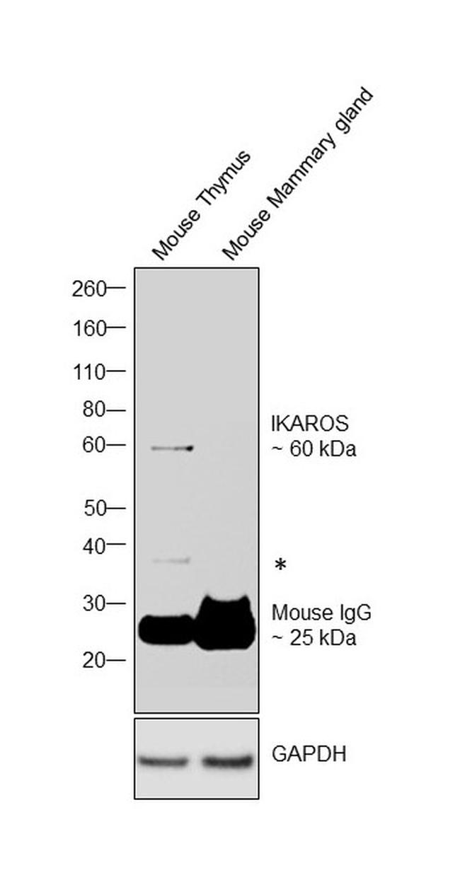 IKAROS Antibody in Western Blot (WB)