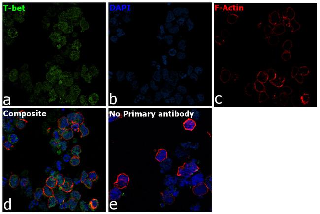 T-bet Antibody in Immunocytochemistry (ICC/IF)