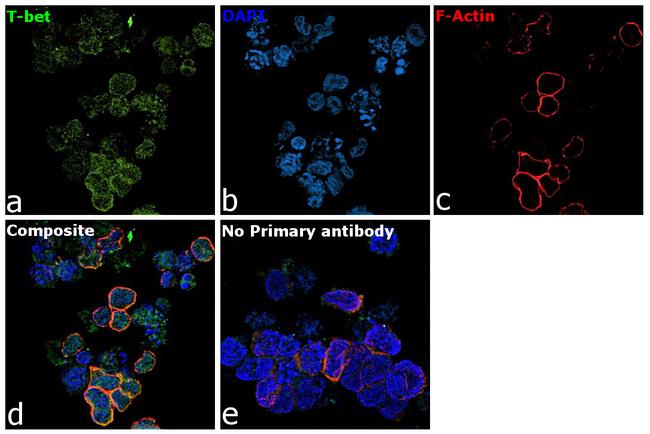 T-bet Antibody in Immunocytochemistry (ICC/IF)