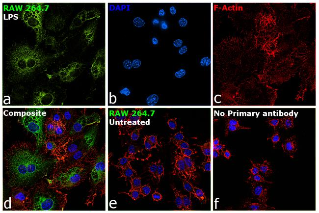 iNOS Antibody in Immunocytochemistry (ICC/IF)