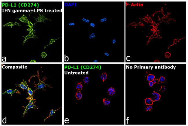 CD274 (PD-L1, B7-H1) Antibody in Immunocytochemistry (ICC/IF)