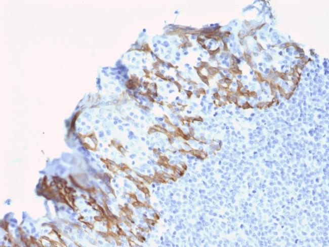 ZNF690/ZSCAN29 Antibody in Immunohistochemistry (Paraffin) (IHC (P))