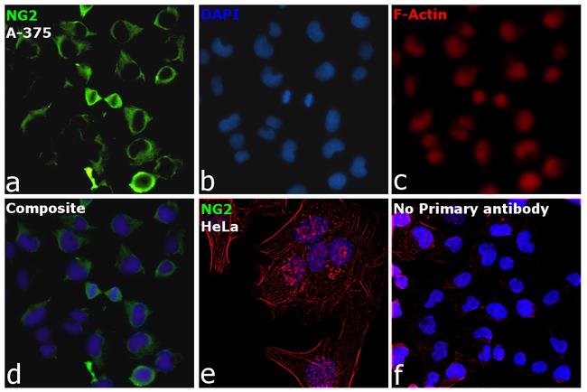 Neural/Glial Antigen 2 (NG2) Antibody in Immunocytochemistry (ICC/IF)