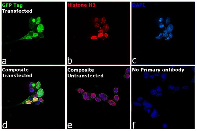 GFP Antibody in Immunocytochemistry (ICC/IF)