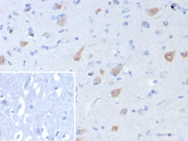 Neuronal-Nuclei (NeuN) (Neuronal Marker) Antibody in Immunohistochemistry (Paraffin) (IHC (P))