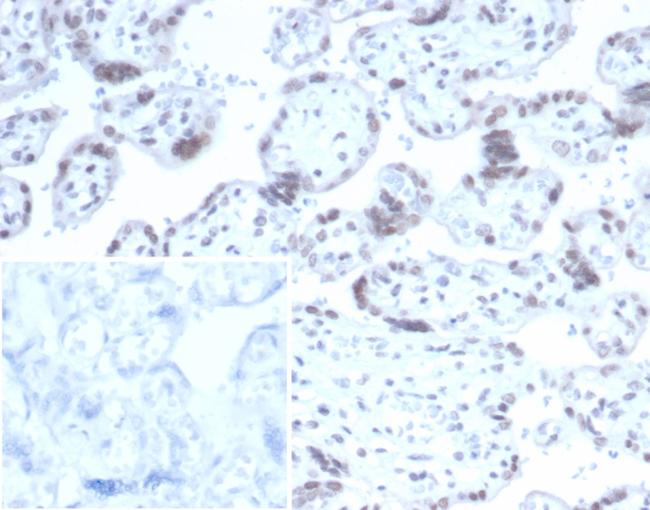 Neuronal-Nuclei (NeuN) (Neuronal Marker) Antibody in Immunohistochemistry (Paraffin) (IHC (P))