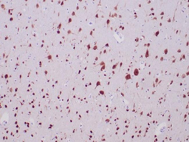 Neuronal-Nuclei (NeuN) (Neuronal Marker) Antibody in Immunohistochemistry (Paraffin) (IHC (P))