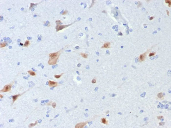 Neuronal-Nuclei (NeuN) (Neuronal Marker) Antibody in Immunohistochemistry (Paraffin) (IHC (P))