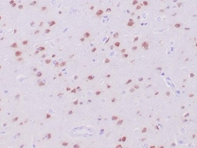 Neuronal-Nuclei (NeuN) (Neuronal Marker) Antibody in Immunohistochemistry (Paraffin) (IHC (P))